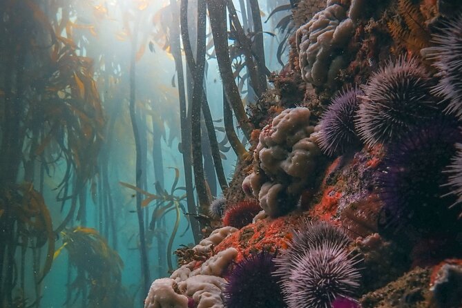 Kelp Forest Snorkeling in Cape Town - Exploring the Kelp Forest