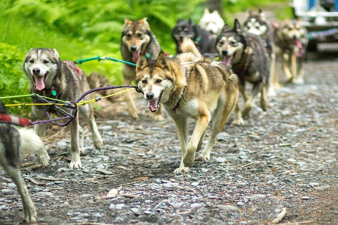 Kennel Tour and Dog Sled Ride