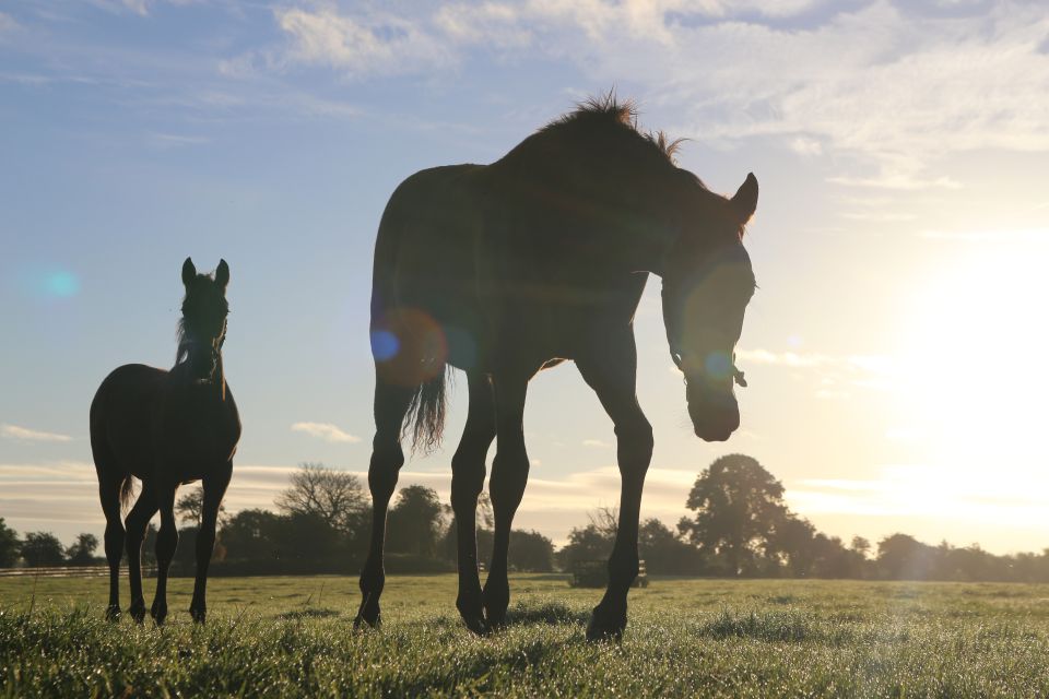 Kildare: Irish National Stud & Gardens - Location and Pricing