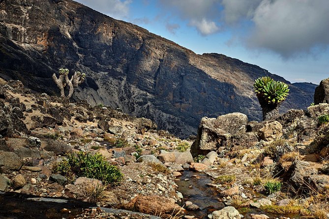 Kilimanjaro Climb, Lemosho Route (8-Day) - Trekking Days Explained