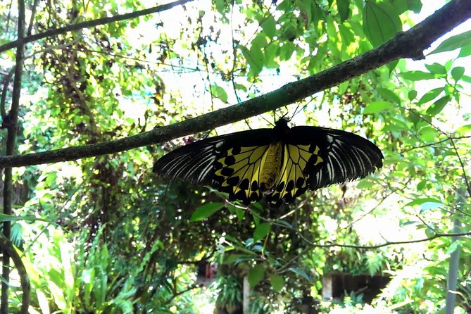 KL Butterfly Park Admission With Kuala Lumpur Famous Landmarks - Admission Ticket Benefits