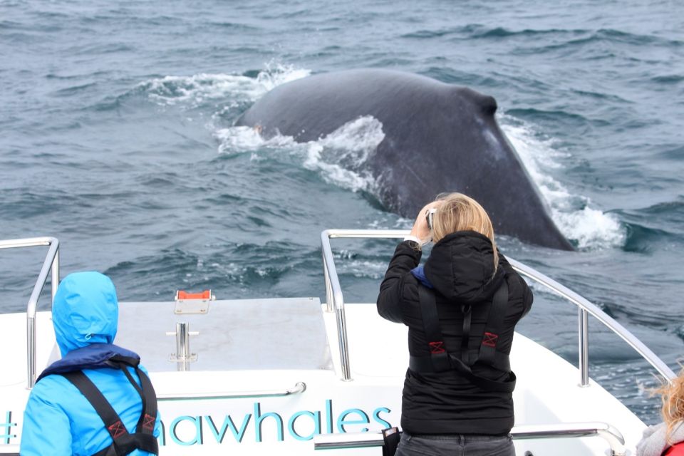 Knysna: Close Encounter Whale Watching Tour by Boat - Tour Overview