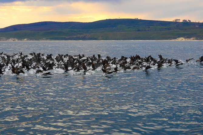 Knysna Marine Life & Garden Route Coastline Experience