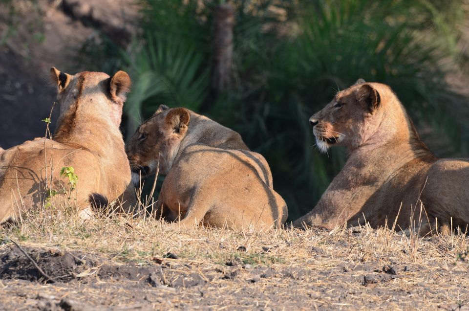 Kruger Morning Game Drive From Marloth Park & Komatipoort - Overview of the Tour