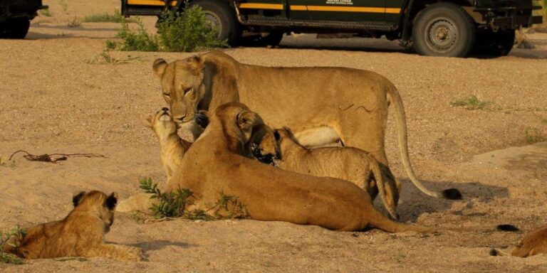 Kruger National Park 4 Day Safari Fr Johannesburg & Pretoria