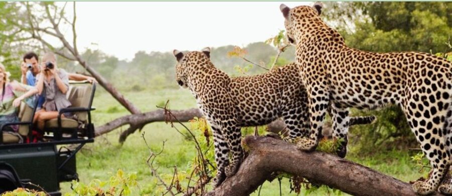 Kruger National Park Big 5 Tour – 4 Days From Johannesburg