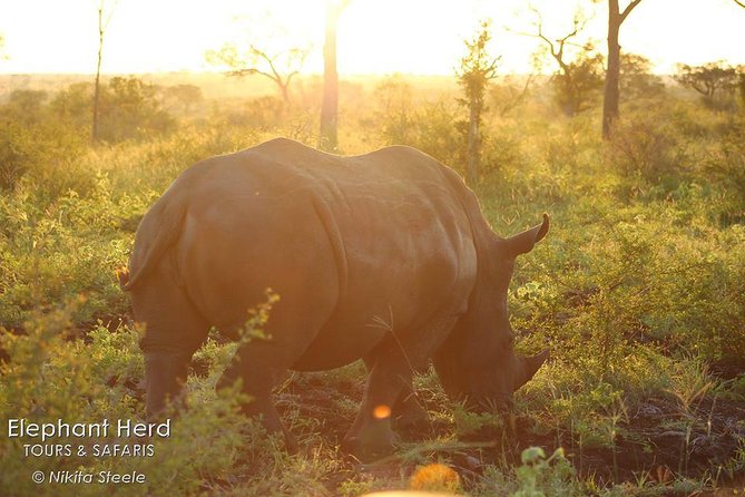 Kruger National Park Full-Day Safari From Hazyview