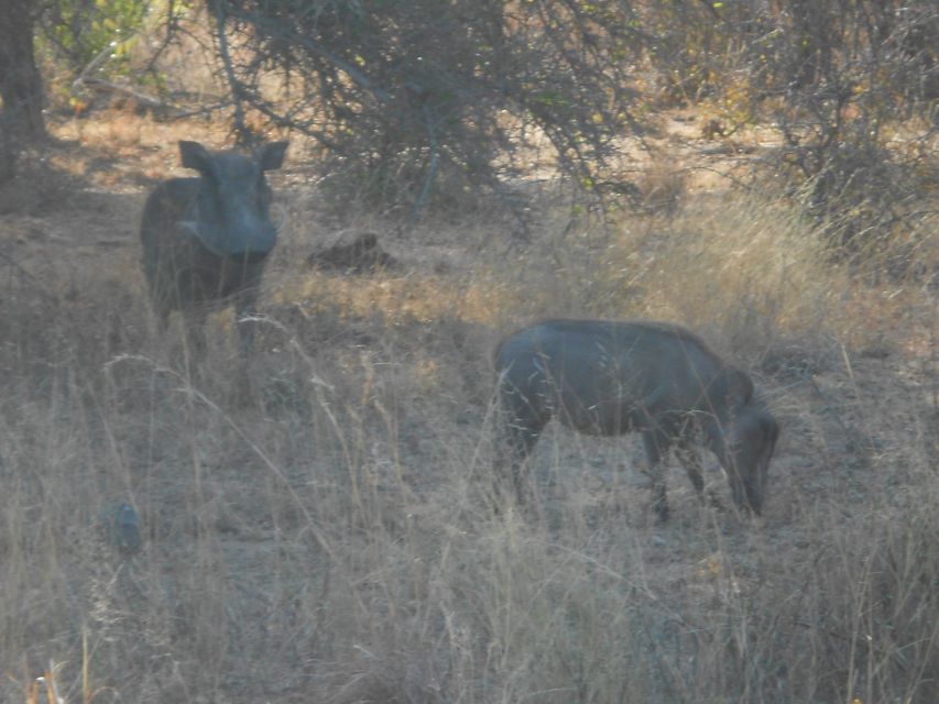 Kruger National Park Morning Safari