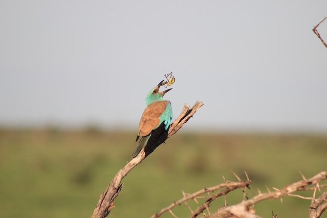 Kruger National Park Private Full-Day Safari - Private Safari Vehicle & Guide - Whats Included in the Safari