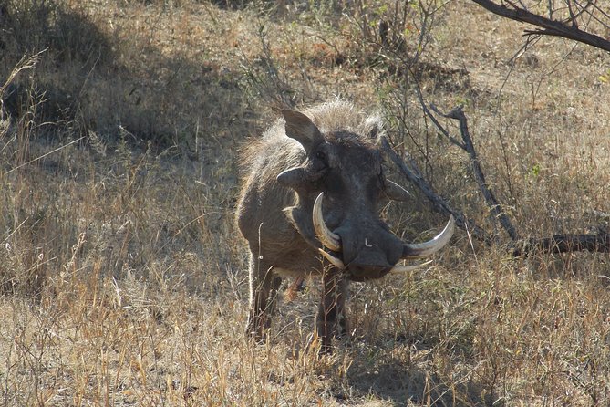 Kruger National Park - Private Sunrise Half Day Safari Trip. - Overview of the Safari Experience