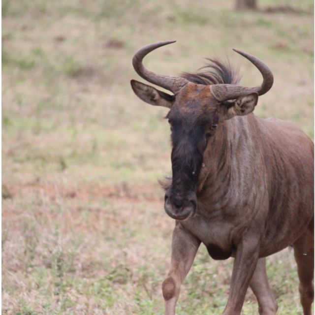 Kruger National Park Safari - 10days