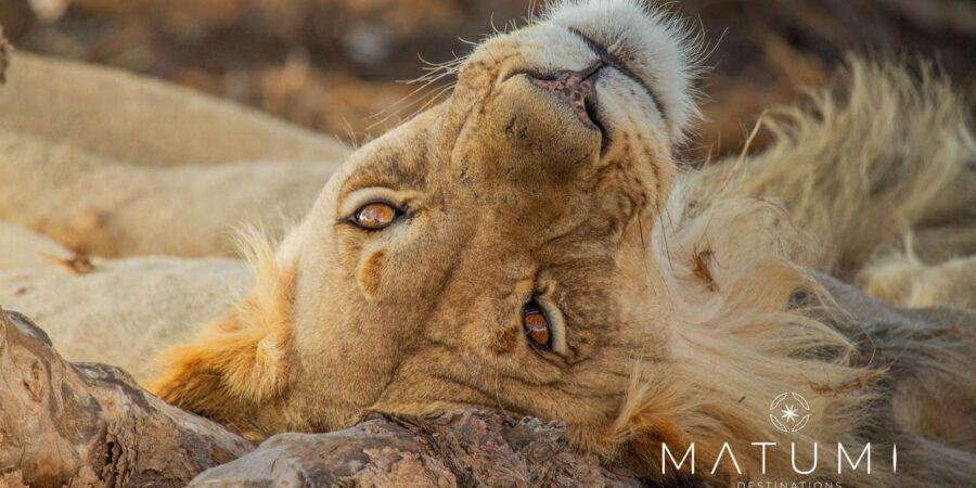 Kruger Park Full Day Safari (Private)
