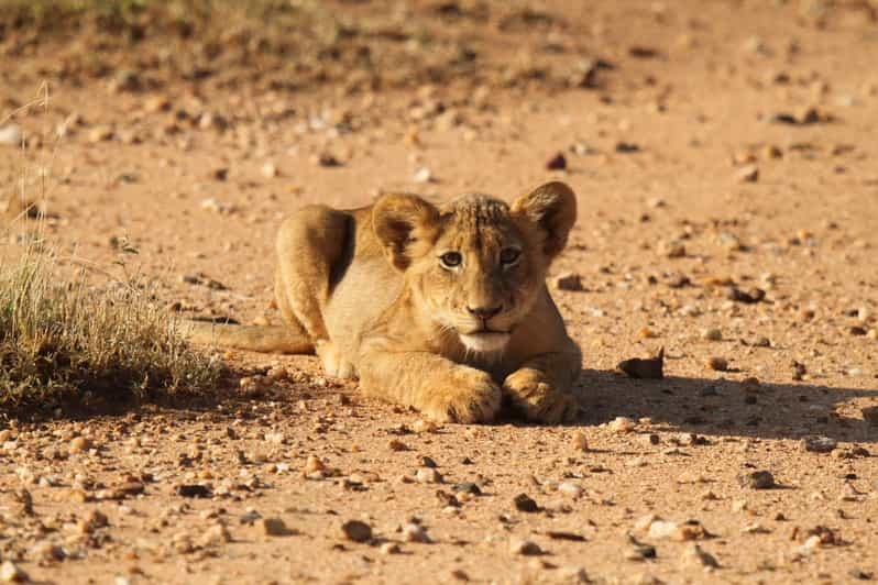 Kruger Park Full Day Safari - Overview and Pricing