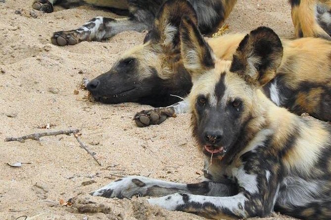 Kruger Safari Tour - Morning Half Day - Inclusions and Pricing Breakdown