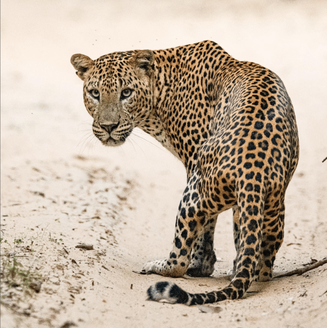 Kumana National Park: Morning Afternoon Leopard Safari (6h) - Frequently Asked Questions