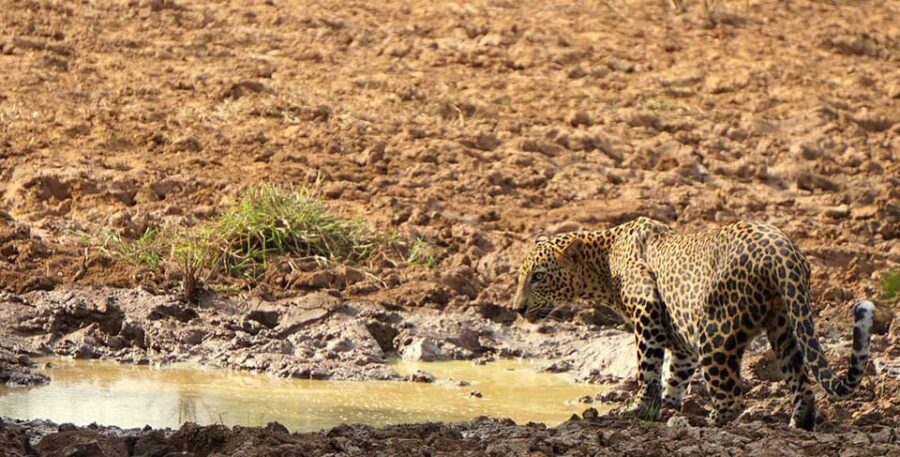 Kumana National Park : Morning Afternoon Safari ( 6 H )