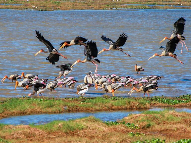 Kumana: Private 3-Hour Kumana National Park Safari