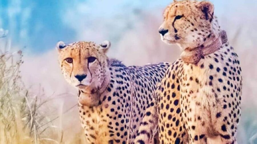 3 Best Tours In Madhya Pradesh