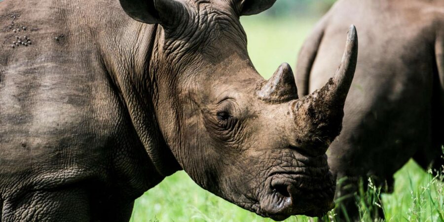 KZN: Hidden Forest Wildlife Sanctuary and Hluhluwe Tour