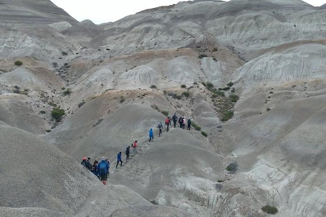 La Lioness Petrified Forest