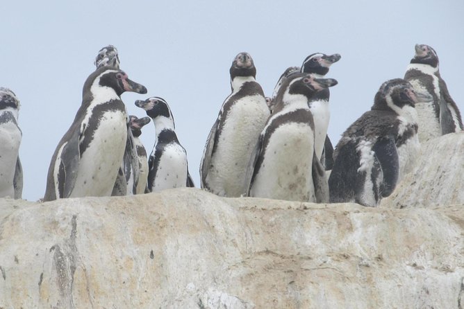 La Serena: Full Day to Damas Island & Humboldt Penguin National Reserve