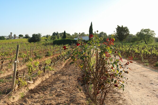 Lagos, Portimão & Alvor: Wine Tasting & Music Experience