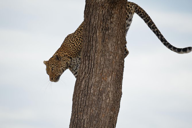 Lake Nakuru/ Lake Naivasha/ Maasai Mara 5 Days Lodge Safari
