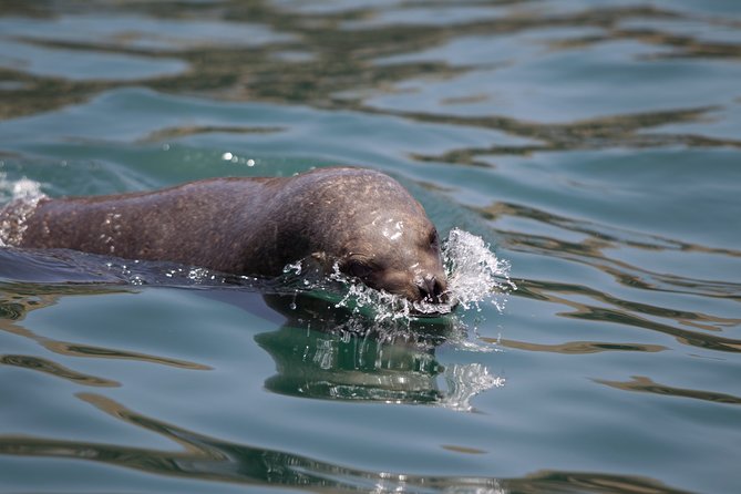 Lima: Palomino Islands, Swim With Sea Lions in the Pacific Ocean ...