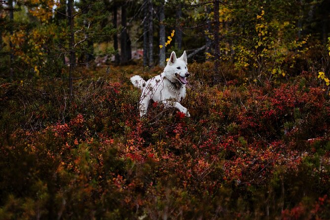Living off the Land, Foraging Tour in Rovaniemi