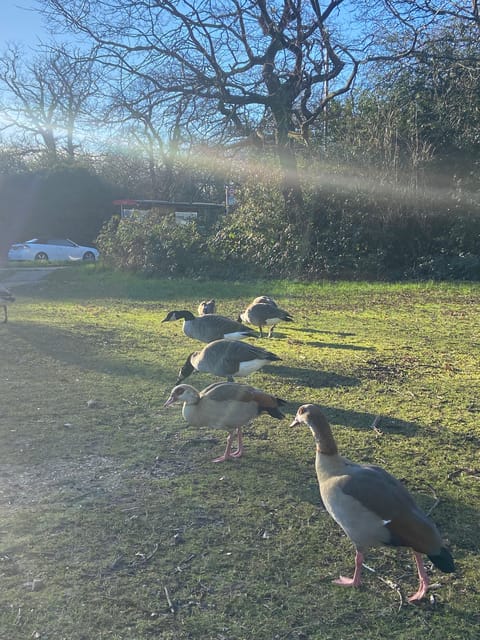 London: East London Country Parks Guided Walking Tour - Experience Highlights