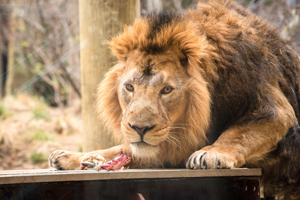 London Zoo: Entry Ticket - Ticket Information