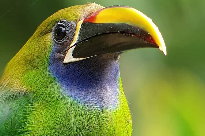 Looking for Toucans