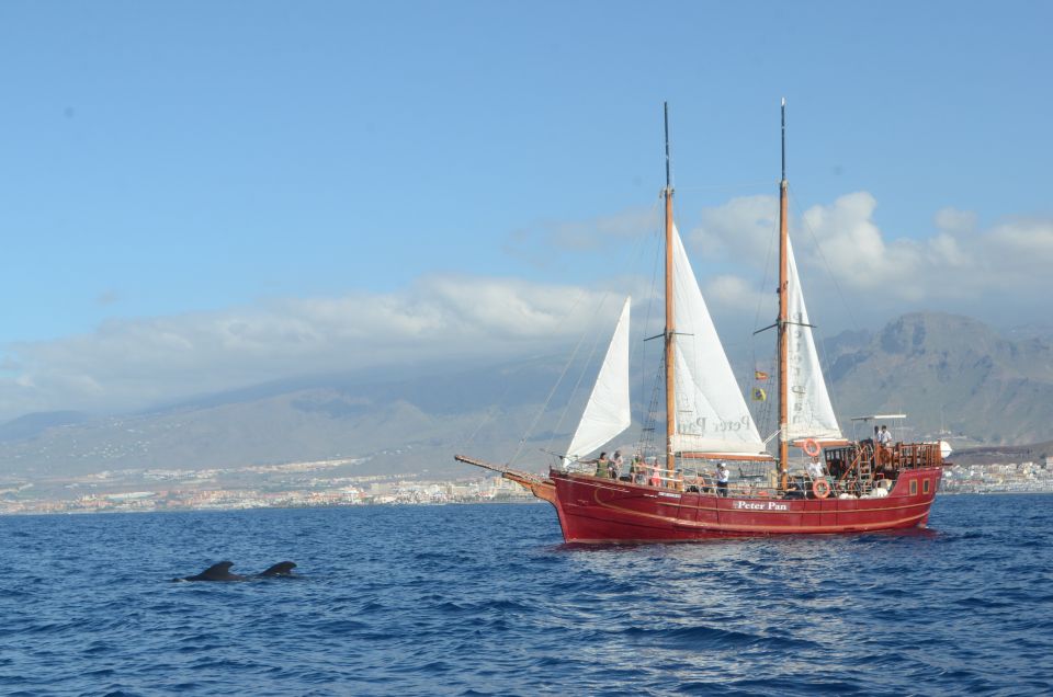 Los Cristianos: Whale-Watching Tour With Swimming Stop - Tour Highlights