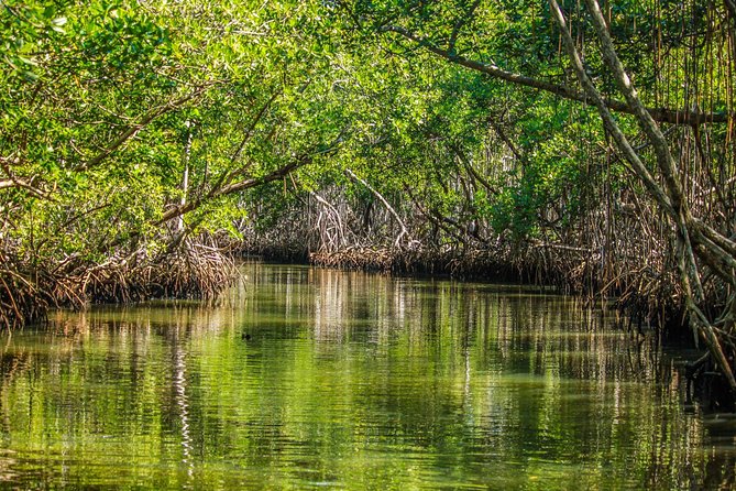 Los Haitises National Park Tour From Las Terrenas or Samana (Half Day Trip)