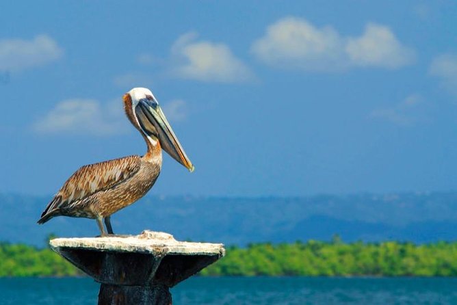 Los Haitises Plus Bacardi Island for Samana Cruise Ship Travelers