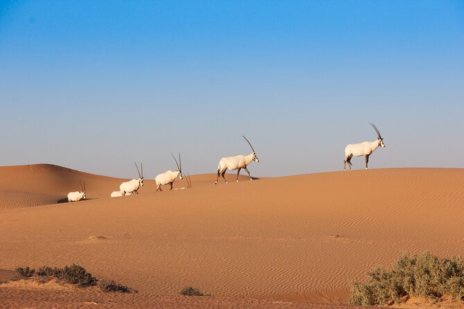 Luxury Desert Safari With Michelin-Curated Fine Dining Experience - Culinary Highlights