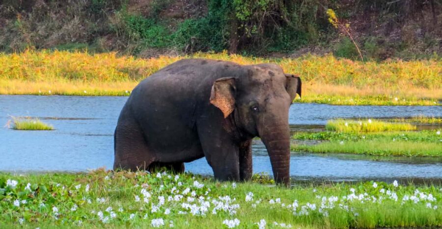 Maduru Oya National Park Private Safari With Naturalist