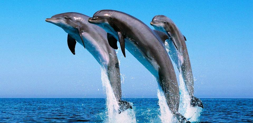 Makadi Bay: Dolphin Watching Boat Tour W/ Private Transfers - Tour Overview and Pricing