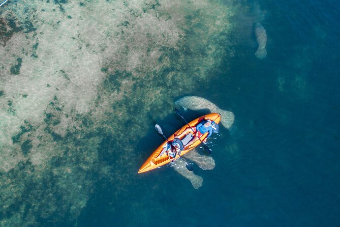 Manatee Kayak Encounter
