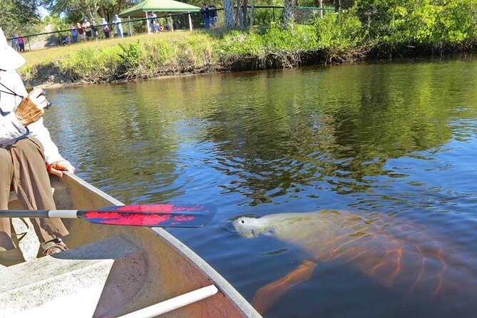Manatee Kayak Encounter