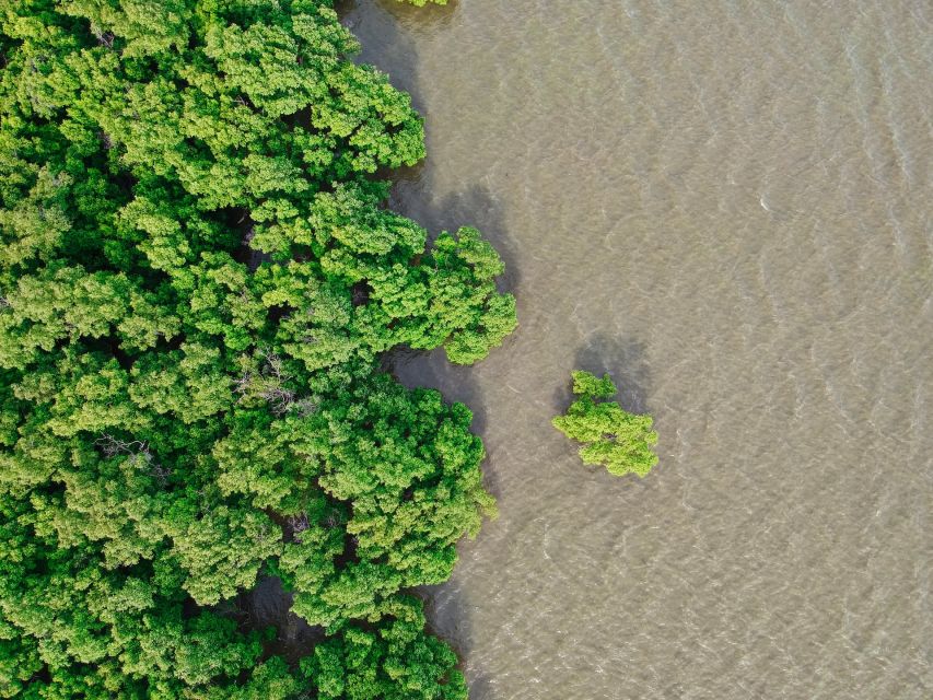 Mangrove Adventure in Bentota