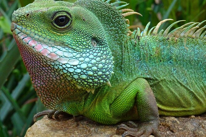 Mangrove Cay And Iguana Island Venture In Turks And Caicos Island