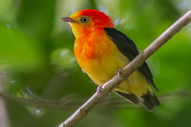 Manu National Park Tour 4 Days