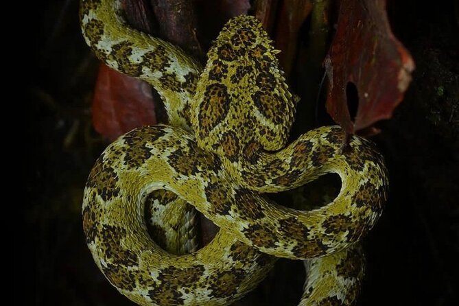 Manuel Antonio Jungle Night Tour