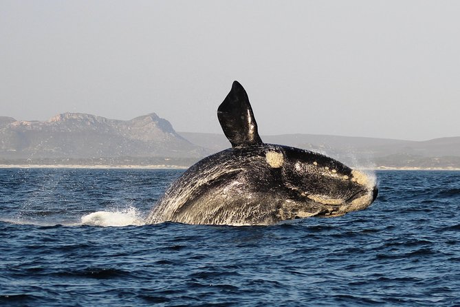 Marine Big 5 Safari With Transport From Hermanus