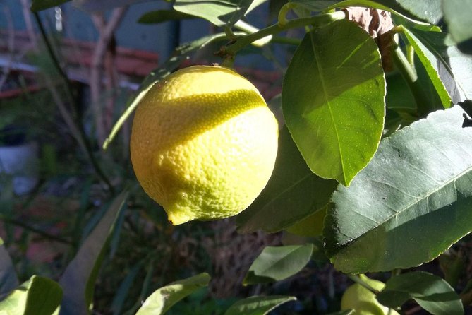 Market Tour, Traditional Cooking and Limoncello Class