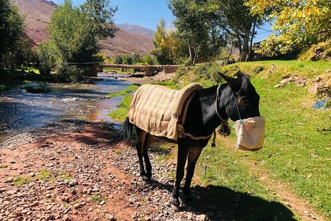 Marrakech: 2-Day Atlas Mountains Trek With Village Stay