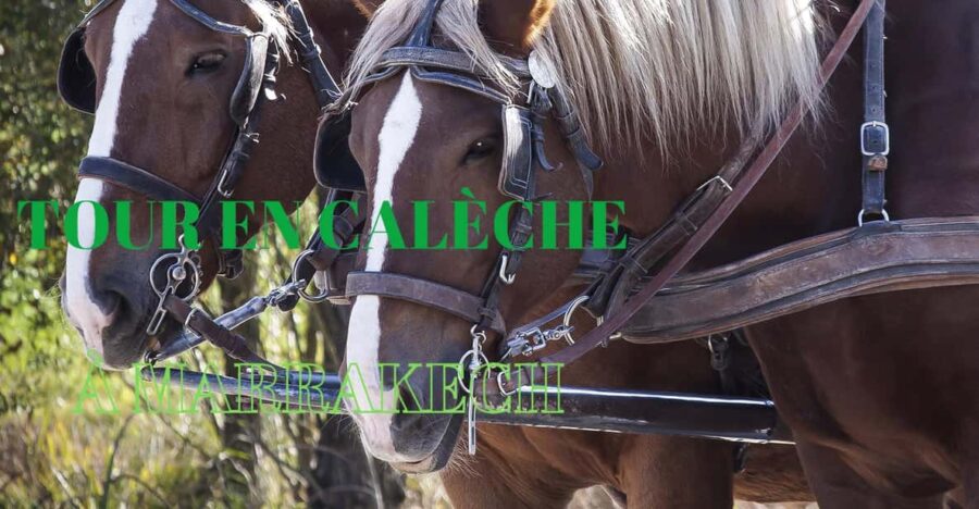 Marrakech - Private 2-Hour Horse-Drawn Carriage Tour - Tour Overview