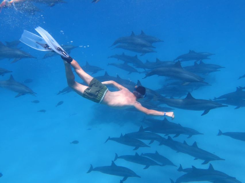 Marsa Alam: Dolphin-Watching Cruise With Snorkeling & Lunch