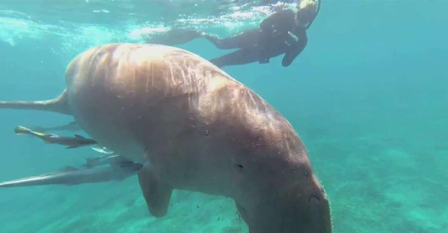 Marsa Alam: Marsa Mubarak and Marsa El Shona Snorkeling Tour